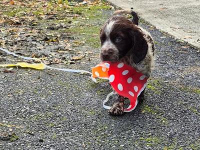 Beautiful IKC Registered Cocker Spaniel puppies in Galway