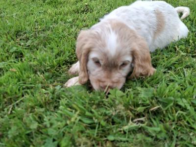 Beautiful IKC Registered Cocker Spaniel puppies in Galway