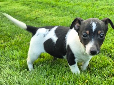 Male small breed Jack Russell puppy in Wexford