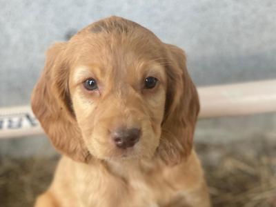 Beautiful Cockapoo puppies for sale in Galway