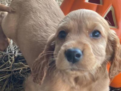 Beautiful Cockapoo puppies for sale in Galway