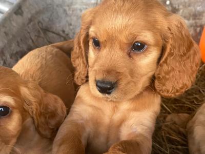 Beautiful Cockapoo puppies for sale in Galway