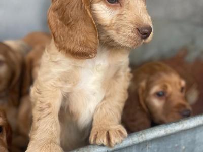Beautiful Cockapoo puppies for sale in Galway