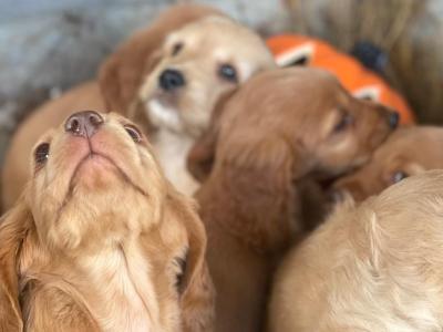 Beautiful Cockapoo puppies for sale in Galway