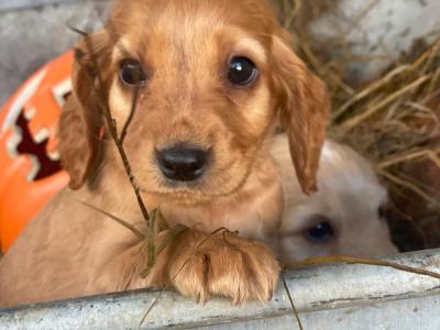 Beautiful Cockapoo puppies for sale in Galway