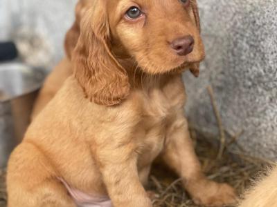 Beautiful Cockapoo puppies for sale in Galway