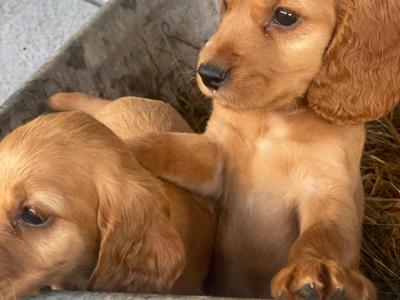 Beautiful Cockapoo puppies for sale in Galway