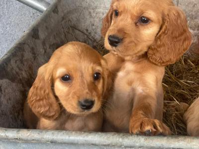 Beautiful Cockapoo puppies for sale in Galway