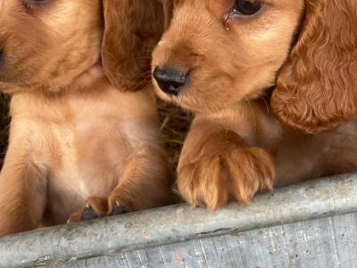 Beautiful Cockapoo puppies for sale in Galway