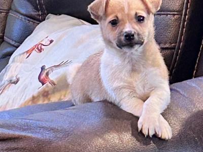 Miniature Jack Russell puppies in Wexford