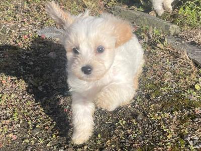Female Cavapoo puppy for sale in Wexford