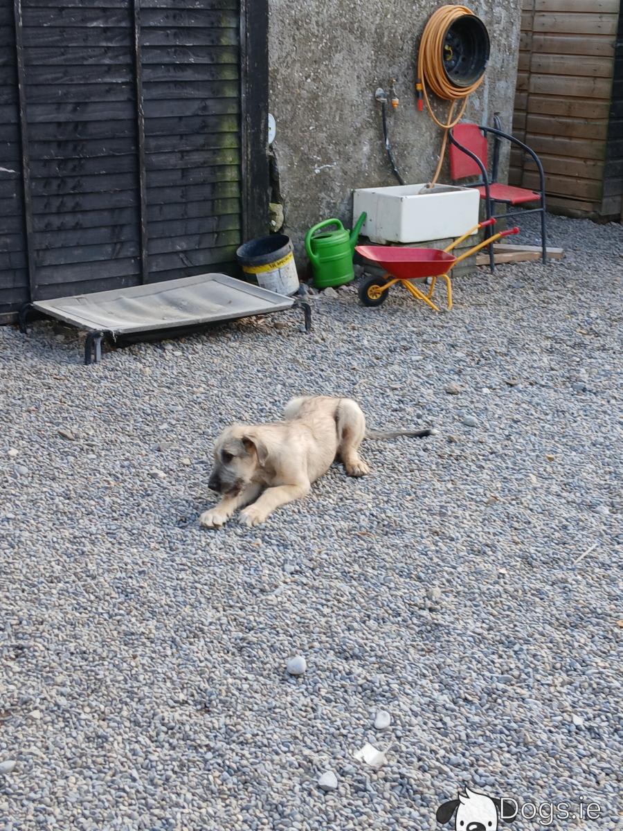 IKC Registered Irish Wolfhound puppies in Tipperary