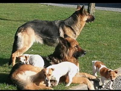 Traditional Straight Back German Shepherd pups