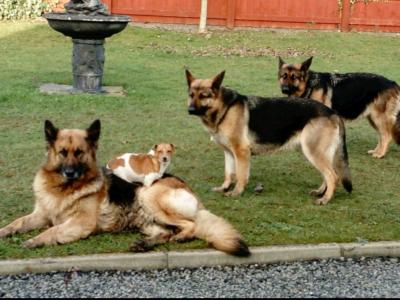 Traditional Straight Back German Shepherd pups