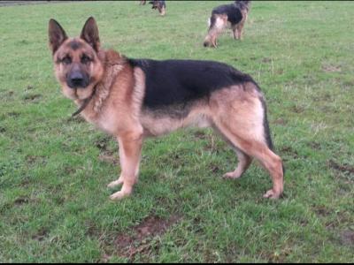 Traditional Straight Back German Shepherd pups