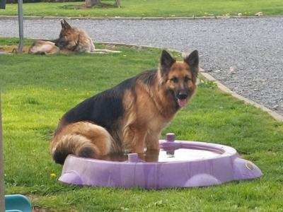 Traditional Straight Back German Shepherd pups