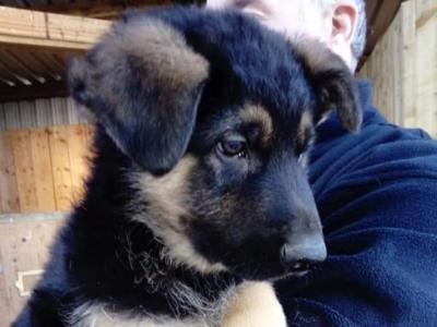 Traditional Straight Back German Shepherd pups