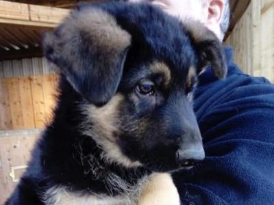 IKC Registered Traditional Straight Back German Shepherd puppies in Kildare