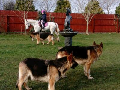 Traditional Straight Back German Shepherd pups