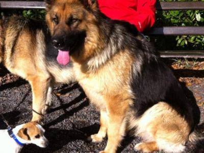 Traditional Straight Back German Shepherd pups