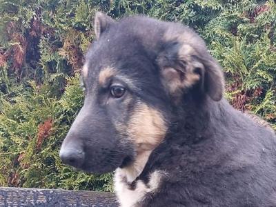 Traditional Straight Back German Shepherd pups