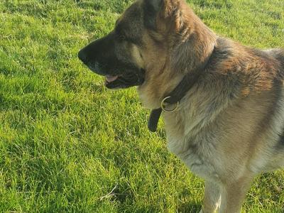 Traditional Straight Back German Shepherd pups