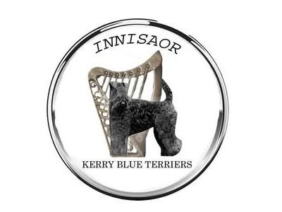 Purebred Irish Kerry Blue puppies in Clare  -Award Winning-Clare/Limerick