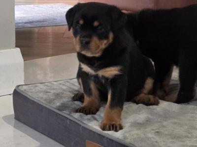 1 Female IKC Registered(pending) Rottweiler puppies-  for sale in Kilkenny