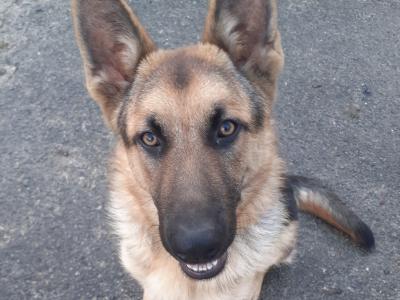 Coco is a male 6 month old Black & Tan German Shepherd puppy in Limerick
