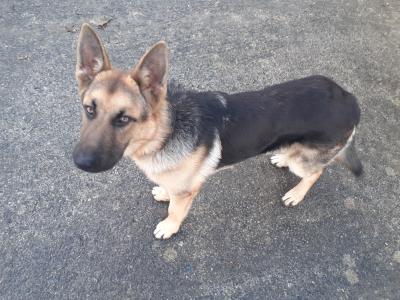 Coco is a male 6 month old Black & Tan German Shepherd puppy in Limerick