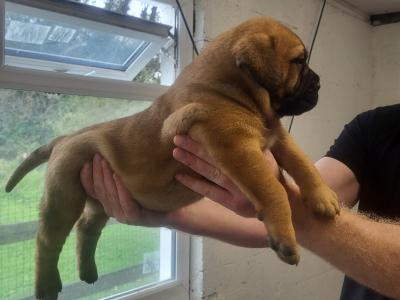 IKC Registered(pending) Bullmastiff puppies in Westmeath