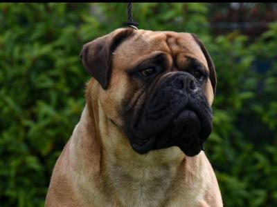 IKC Registered(pending) Bullmastiff puppies in Westmeath