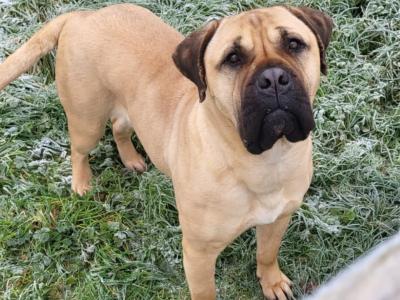 IKC Registered(pending) Bullmastiff puppies in Westmeath