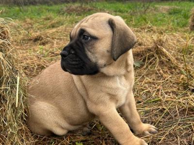 IKC Registered(pending) Bullmastiff puppies in Westmeath