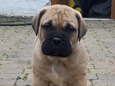 IKC Registered(pending) Bullmastiff puppies in Westmeath