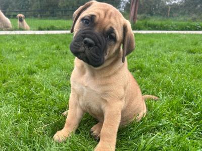 IKC Registered(pending) Bullmastiff puppies in Westmeath