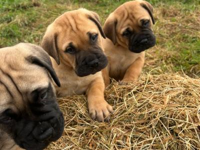 IKC Registered(pending) Bullmastiff puppies in Westmeath