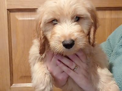Cockapoo puppies for sale in Donegal