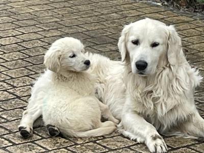 Male Golden Retriever puppy left for sale in Leitrim