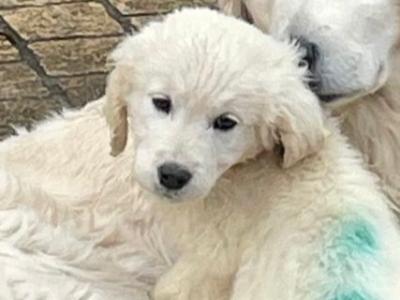 Male Golden Retriever puppy left for sale in Leitrim