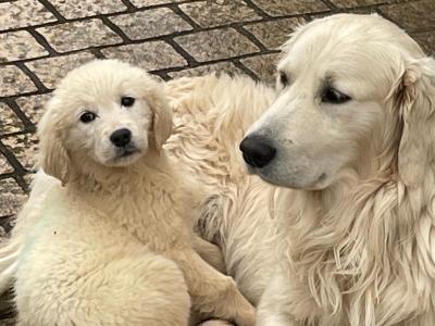 Male Golden Retriever puppy left for sale in Leitrim