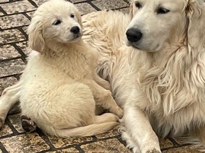 Male Golden Retriever puppy left for sale in Leitrim