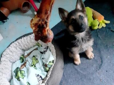 Coco is a male 6 month old Black & Tan German Shepherd puppy in Limerick