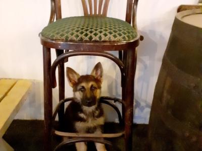Coco is a male 6 month old Black & Tan German Shepherd puppy in Limerick
