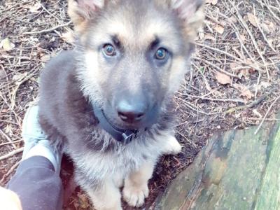 Coco is a male 6 month old Black & Tan German Shepherd puppy in Limerick