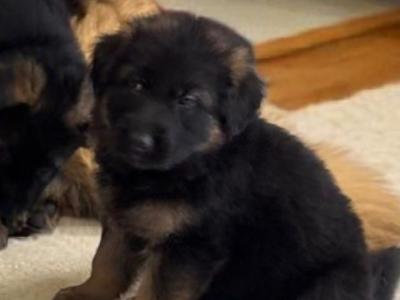 Long Haired German Shepherd puppies in Tyrone