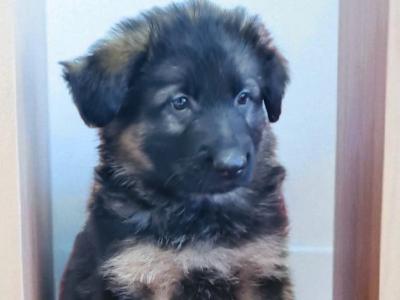 Long Haired German Shepherd puppies in Tyrone