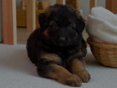 Long Haired German Shepherd puppies in Tyrone