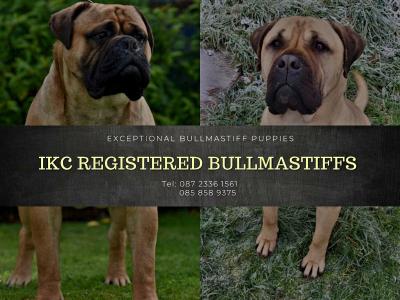 IKC Registered(pending) Bullmastiff puppies in Westmeath