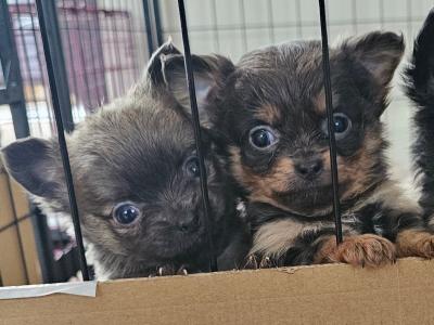 IKC Registered(pending) Chihuahua puppies in Clare āļø